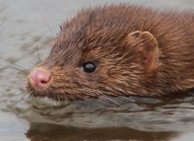 American Mink